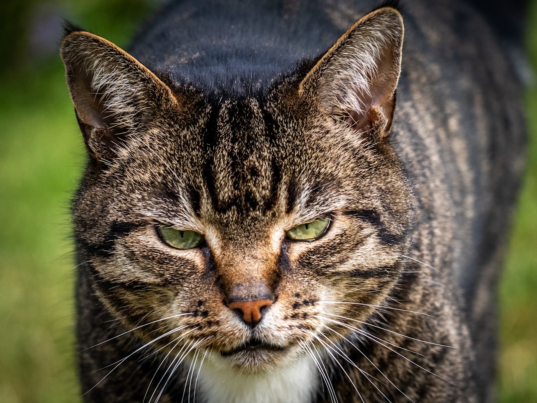 Photo by Doncoombez on Unsplash